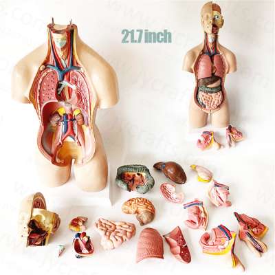 Factory direct Human Torso Body Anatomy Model set Medical School Educational Learning Resources supplies 22inch