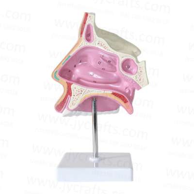 Human Anatomical Nasal Cavity Anatomy Medical Model for Science Classroom Study Display Teaching Medical Model