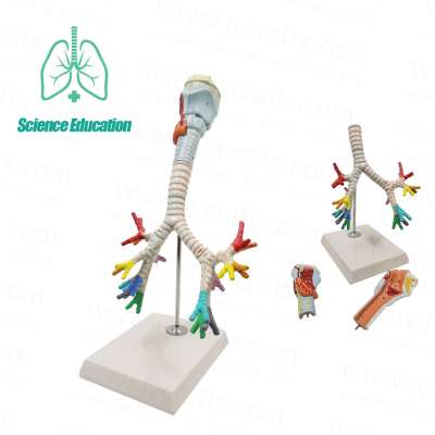 science education supplies Throat Trachea Bronchus Model Human Anatomy Respiratory System Model