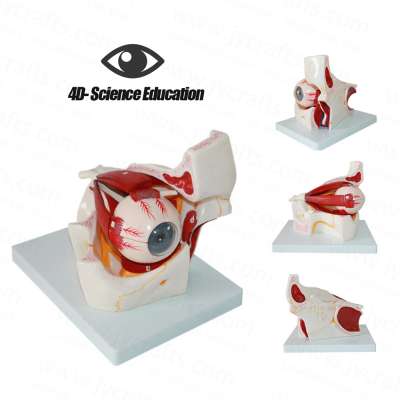 science education supplies 3 times large 4D vision dissectable eyeball with socket orbital cavity model