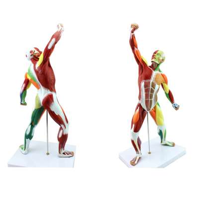 1/4 Life Size 18.5'' Anatomical Human Muscular Figure Model