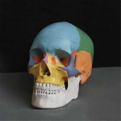 lifesize didactic color painted anatomical skull model