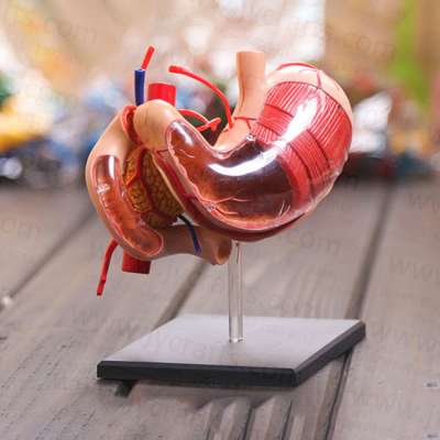 Learning Resources Anatomy Models 4D Vision Human Stomach Model for classroom medical demonstration