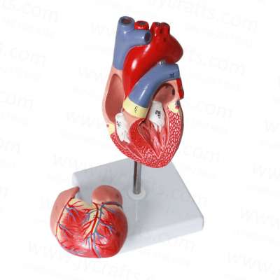 Learning Resources Anatomy Models Classroom Demonstration Tools 1:1 Human Heart Life Size Cardiac Anatomical Model